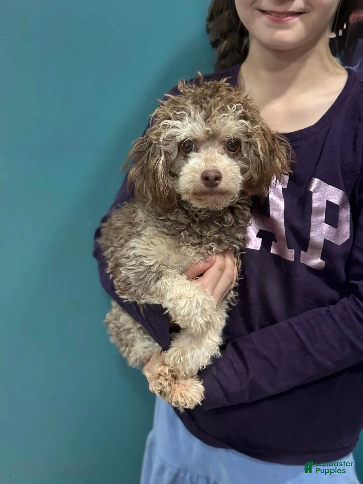 Toy Poodle dogs Oreo - Ad 30