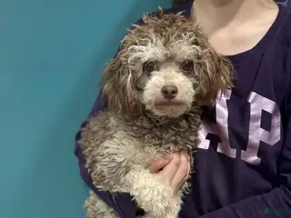 Toy Poodle dogs Oreo - Ad 29