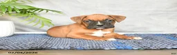 Boxer dogs for sale: Rudy - Ad 1