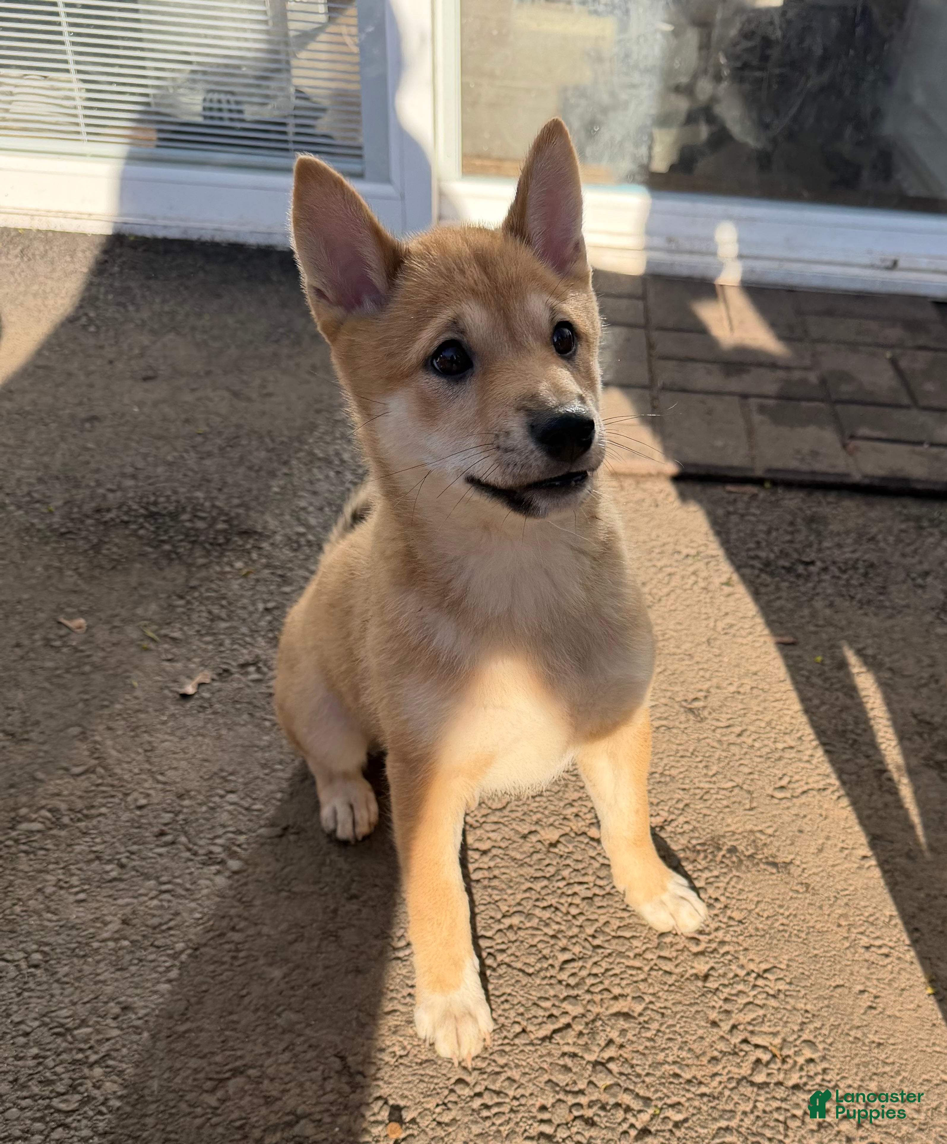 Shiba Inu dogs Odessa - Ad 1