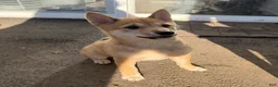 Shiba Inu dogs for sale: Odessa - Ad 1