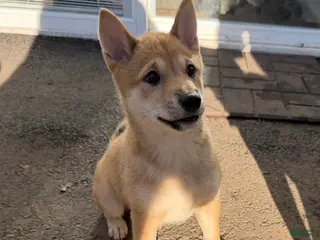 Shiba Inu dogs for sale: Odessa - Ad 4
