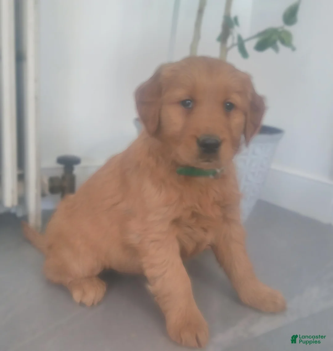 Golden Retriever dogs for sale: Honey – (dark green collar)“I’m the sunshine of the litter!” - Ad 3