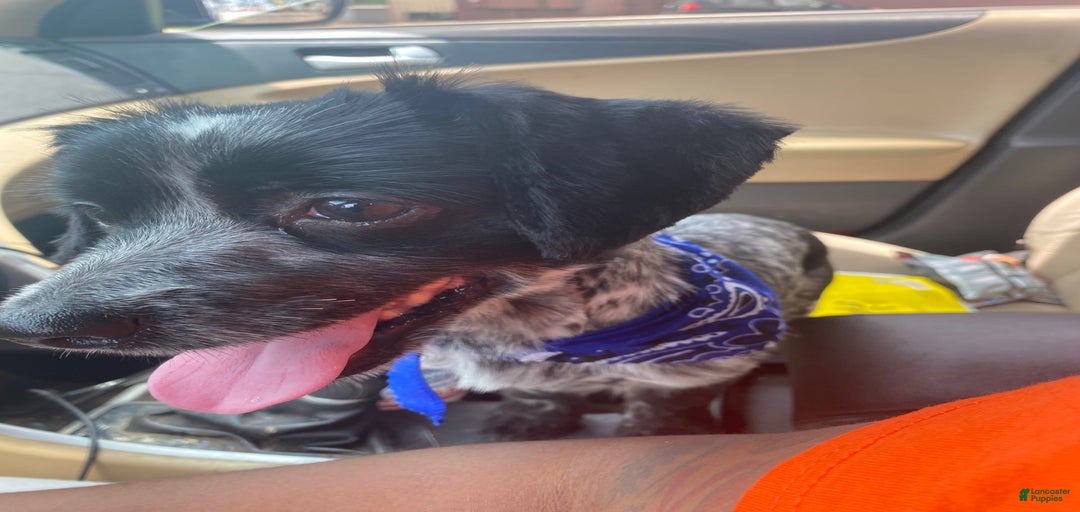 Gallery Image {{count}}