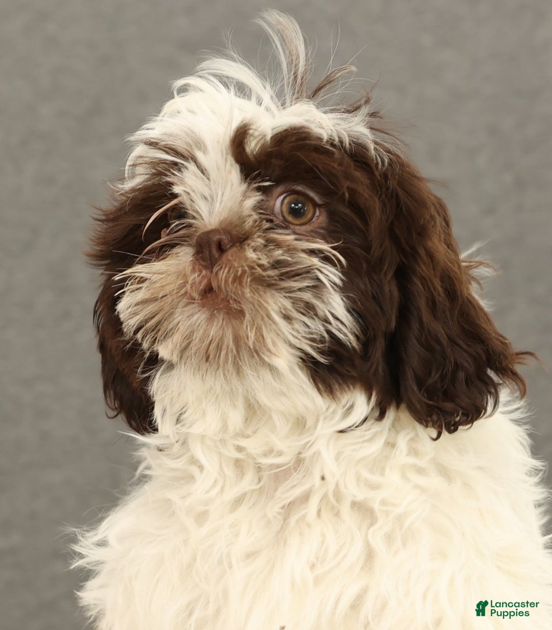Shih Tzu dogs for sale: Elmo - Ad 9