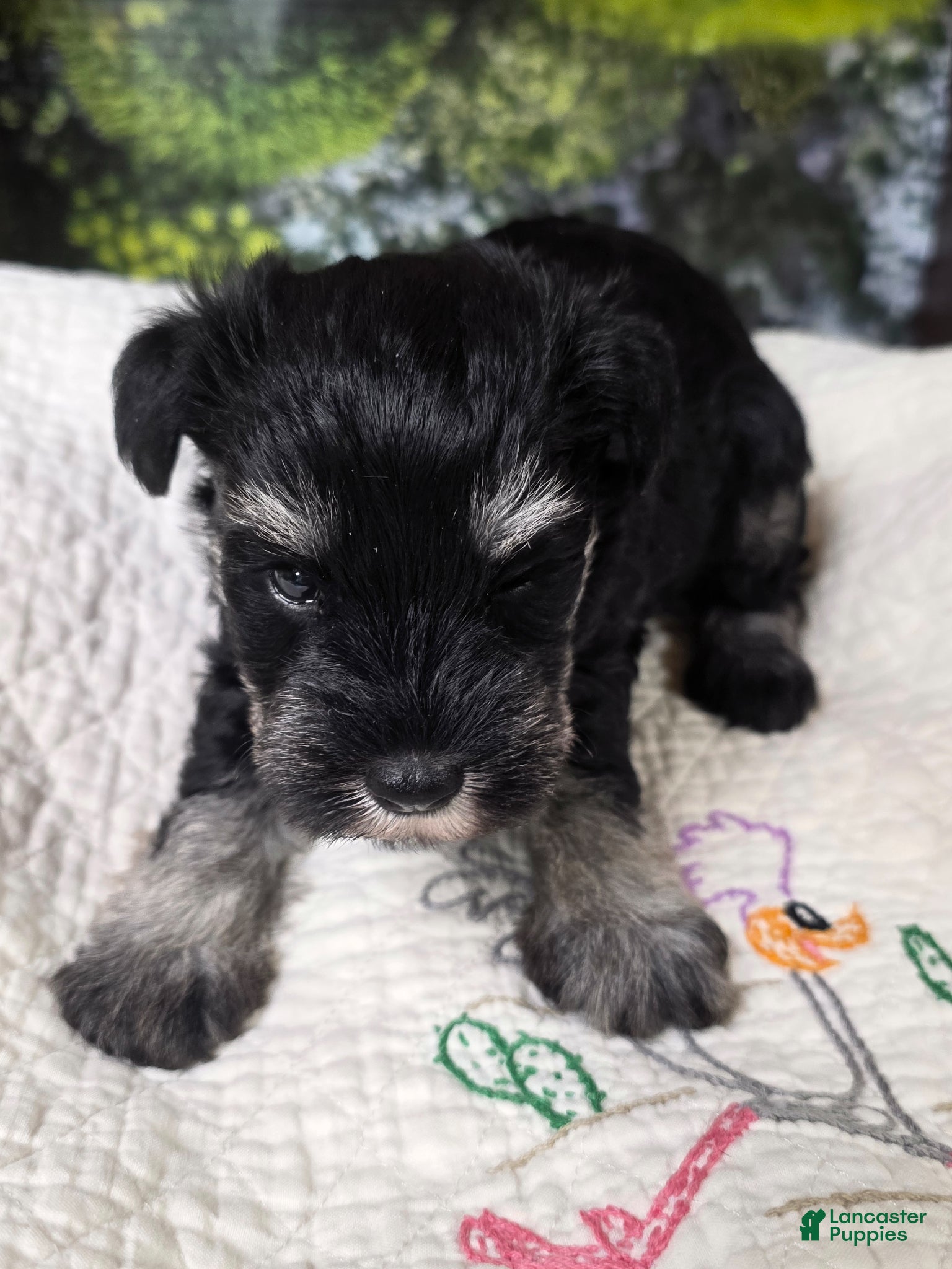 Miniature Schnauzer dogs Miniature Schnauzer Puppy 3 - Ad 33