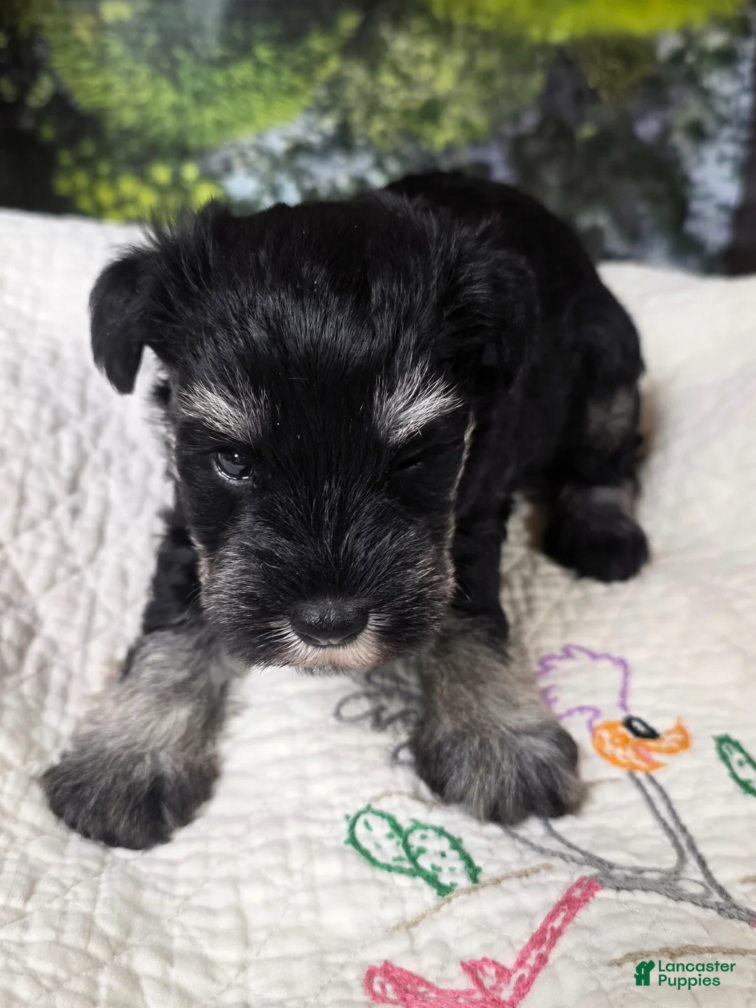 Miniature Schnauzer dogs for sale: Miniature Schnauzer Puppy 3 - Ad 1