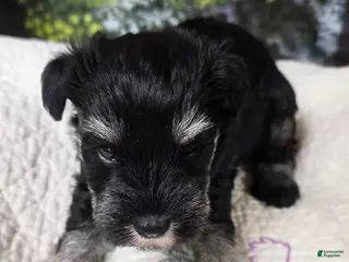 Miniature Schnauzer dogs Miniature Schnauzer Puppy 3 - Ad 42