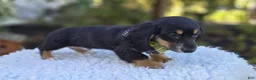 Miniature Dachshund dogs for sale: Travis - Ad 4