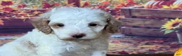 Cockapoo dogs for sale: Milo - Ad 7