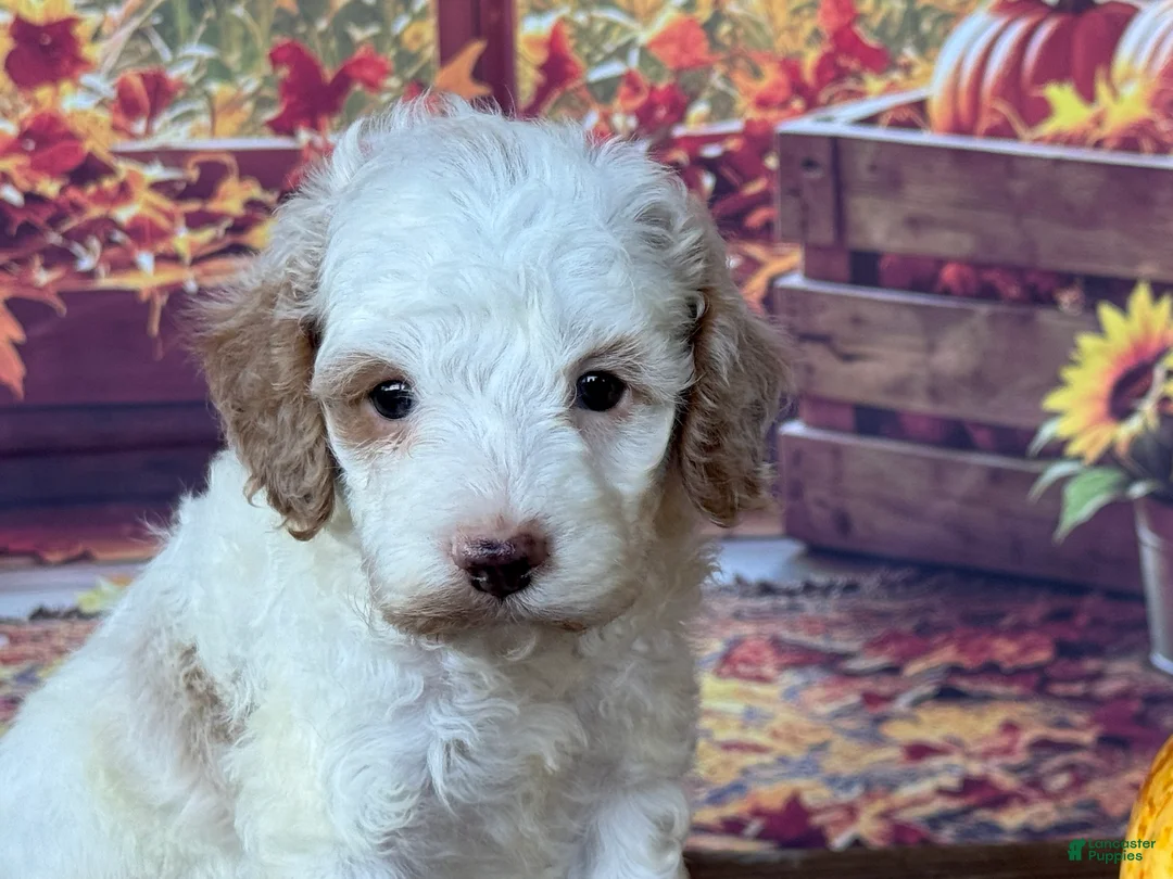 Cockapoo dogs for sale: Milo - Ad 7