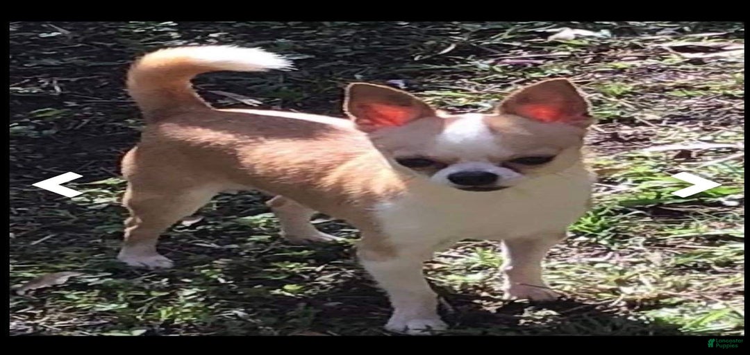 Gallery Image {{count}}