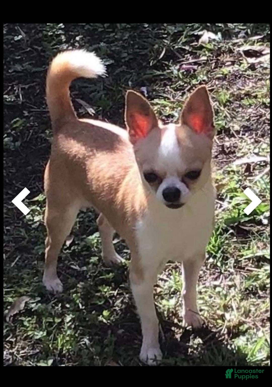 Gallery Image {{count}}