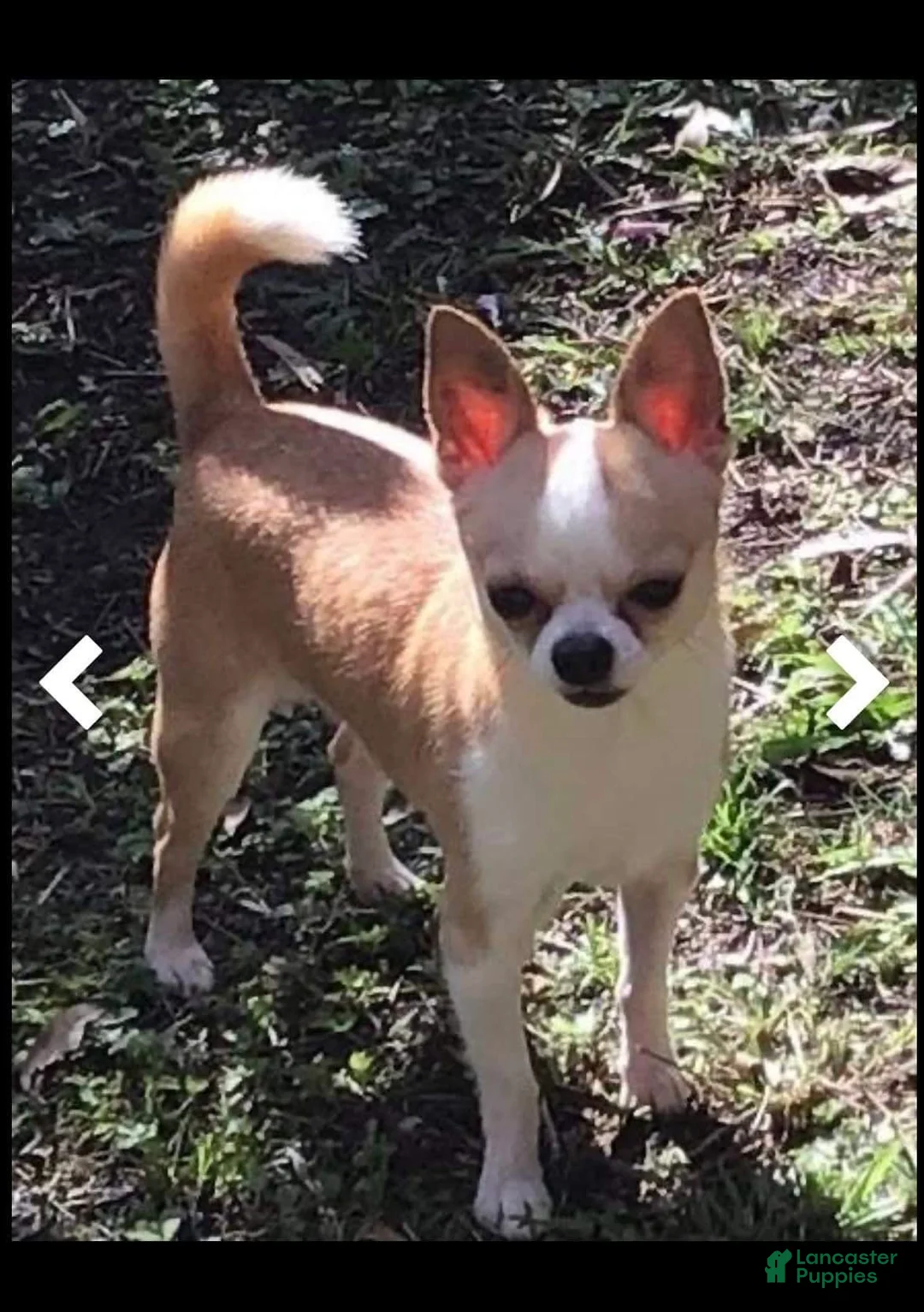 Gallery Image {{count}}