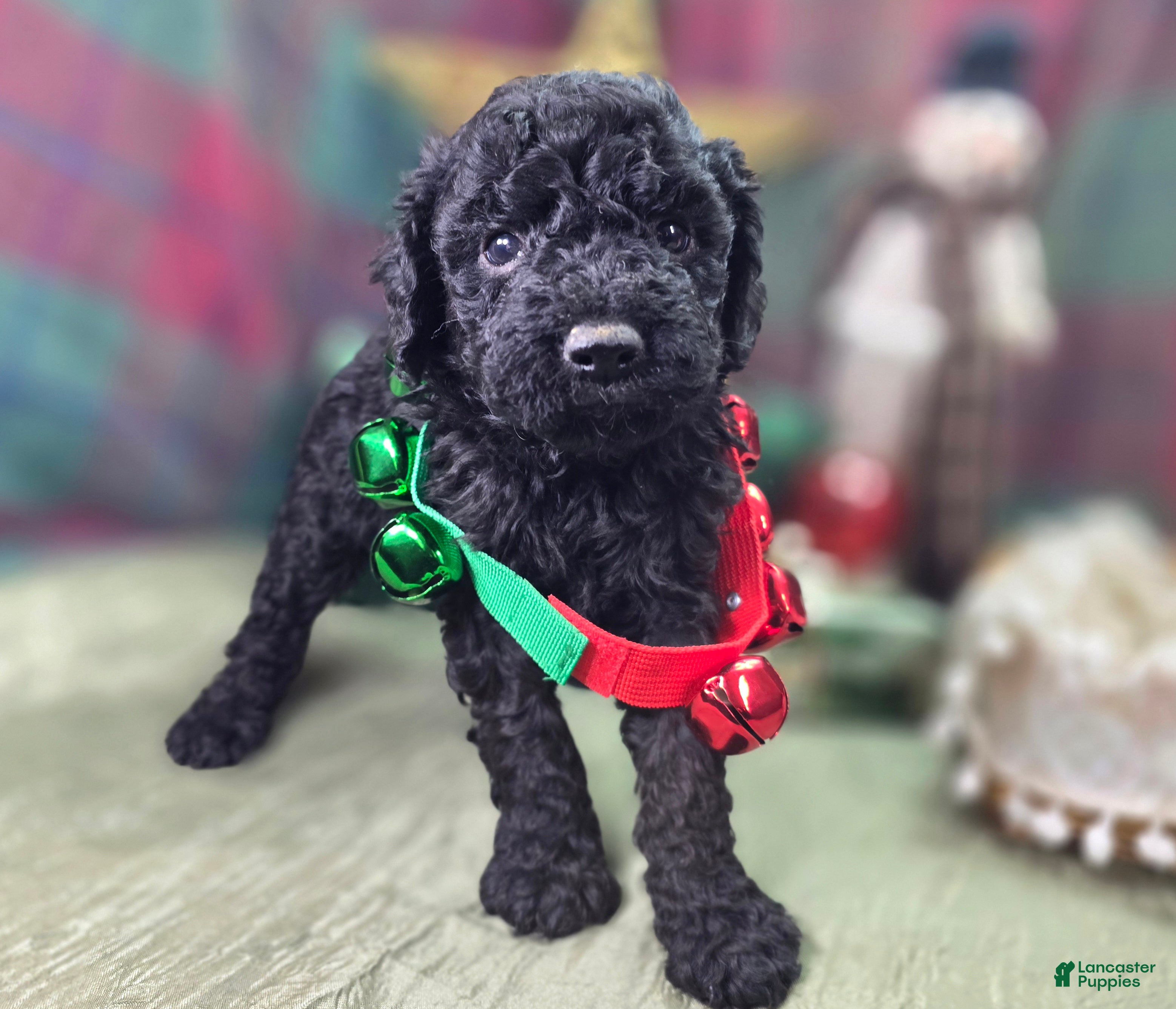 Cockapoo dogs Somber - Ad 25