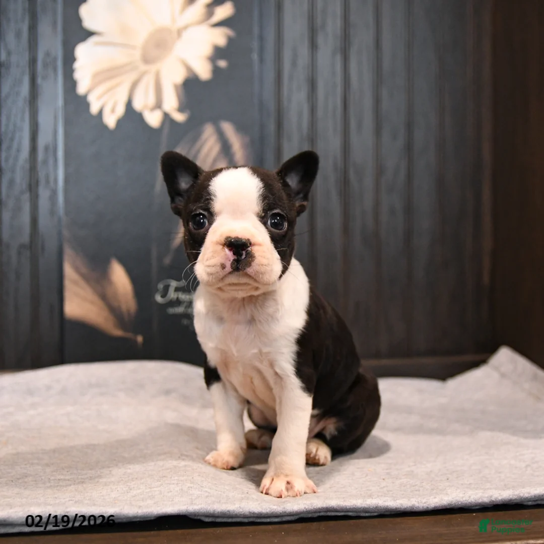 Boston Terrier dogs for sale: Petunia - Ad 2