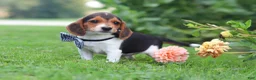Beagle dogs for sale: Enzo - Ad 5