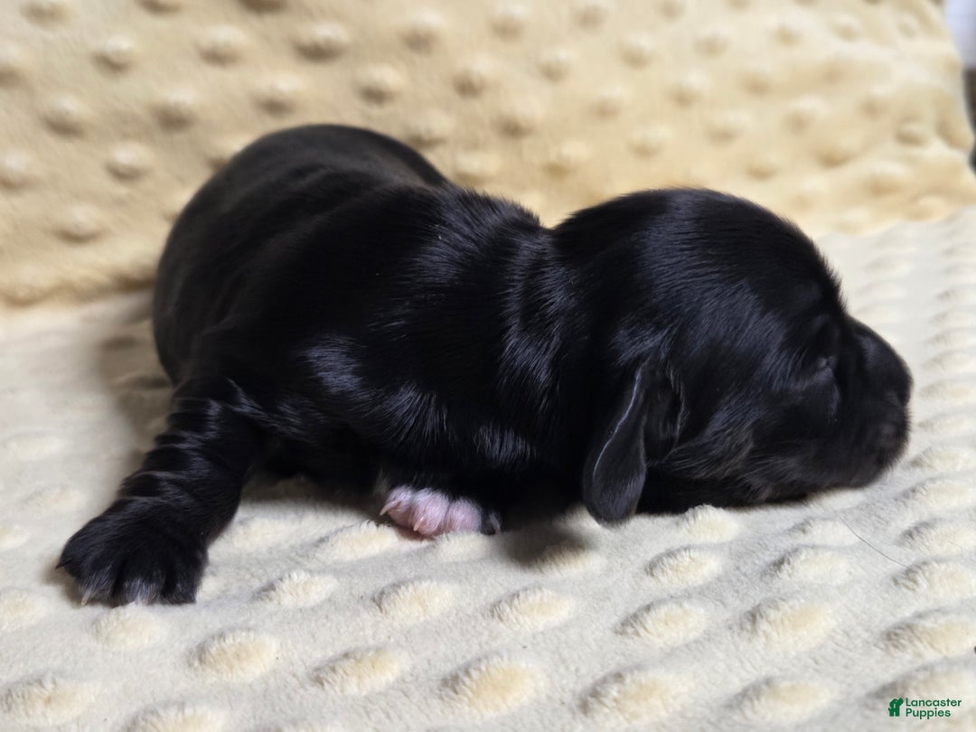 Miniature Dachshund dogs for sale: Brioche - Ad 3