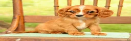 Cavalier King Charles Spaniel dogs for sale: Vicky - Ad 8