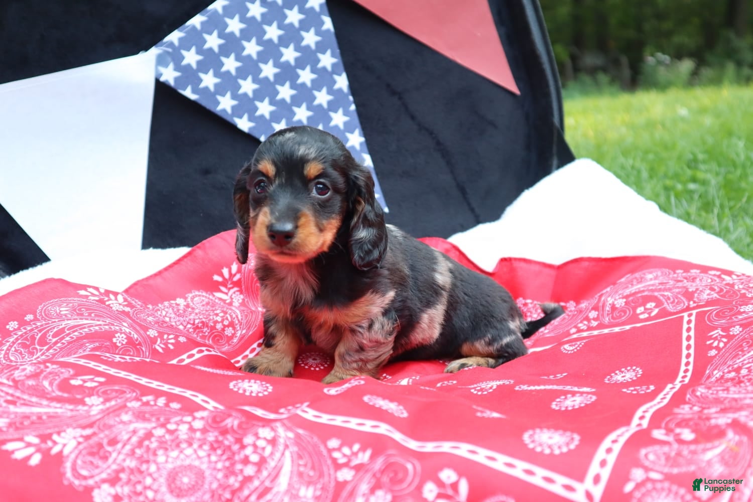 Miniature Dachshund dogs Millie  - Ad 1