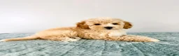 Cavapoo dogs for sale: Pudding - Ad 2