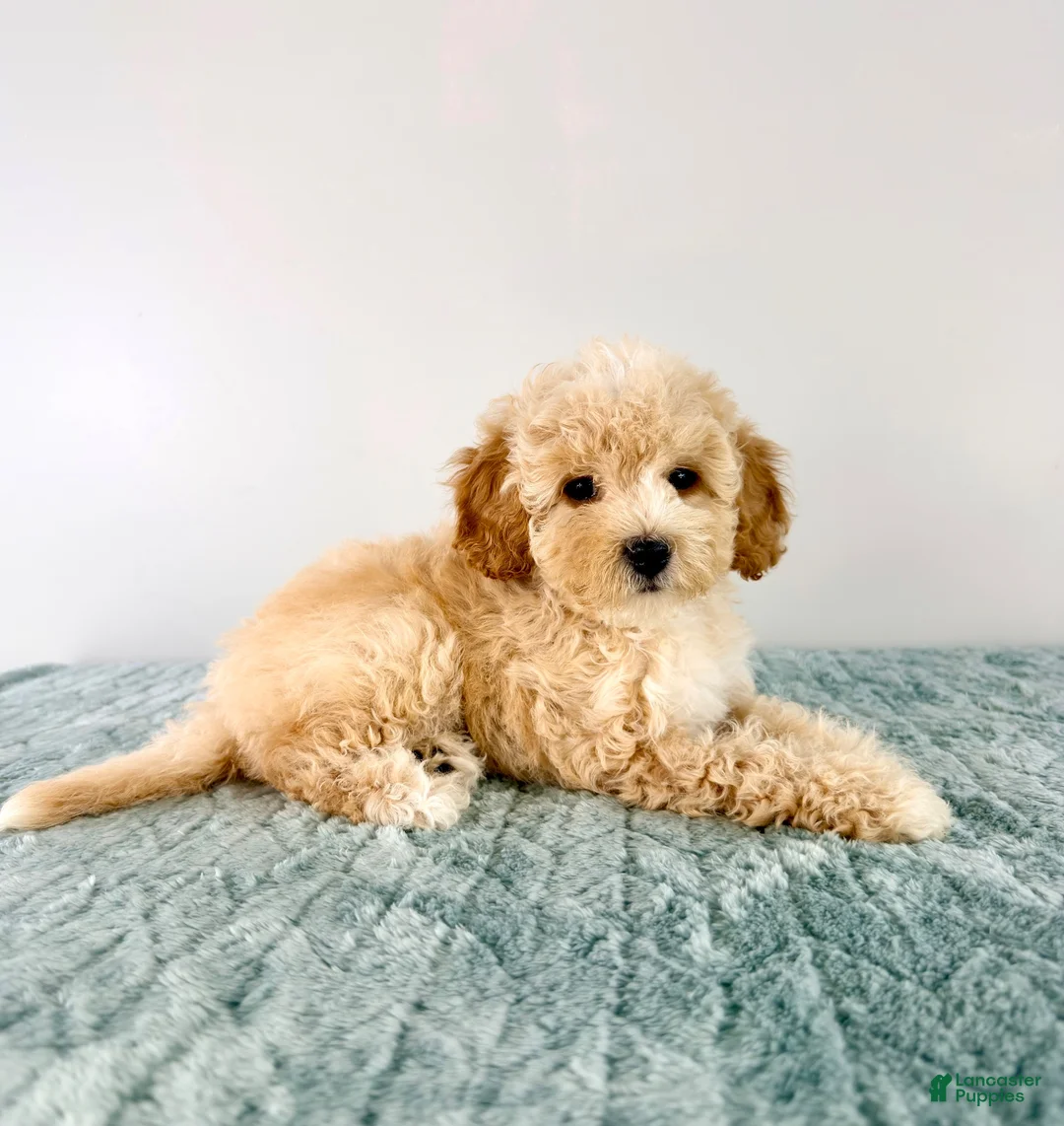 Cavapoo dogs for sale: Pudding - Ad 2