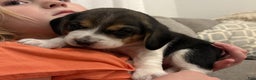 Beagle dogs for sale: Rosie - Ad 1