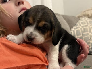 Beagle dogs Female - Ad 42