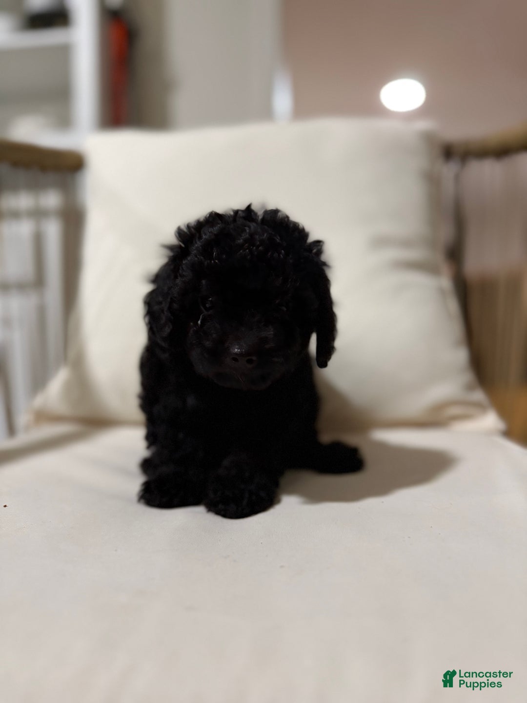 Maltipoo dogs for sale: Saddie  - Ad 4