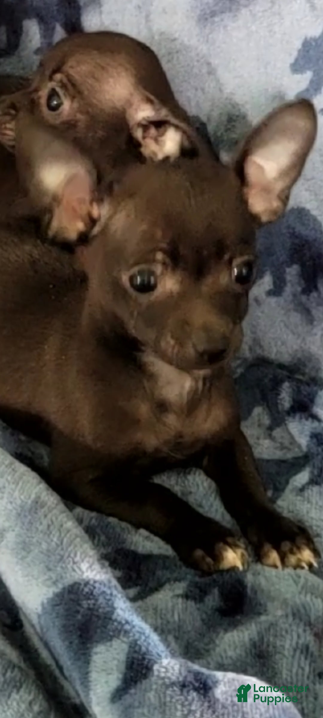 Chihuahua dogs Mickey - Ad 2