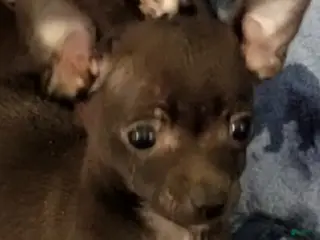 Chihuahua dogs Mickey - Ad 17