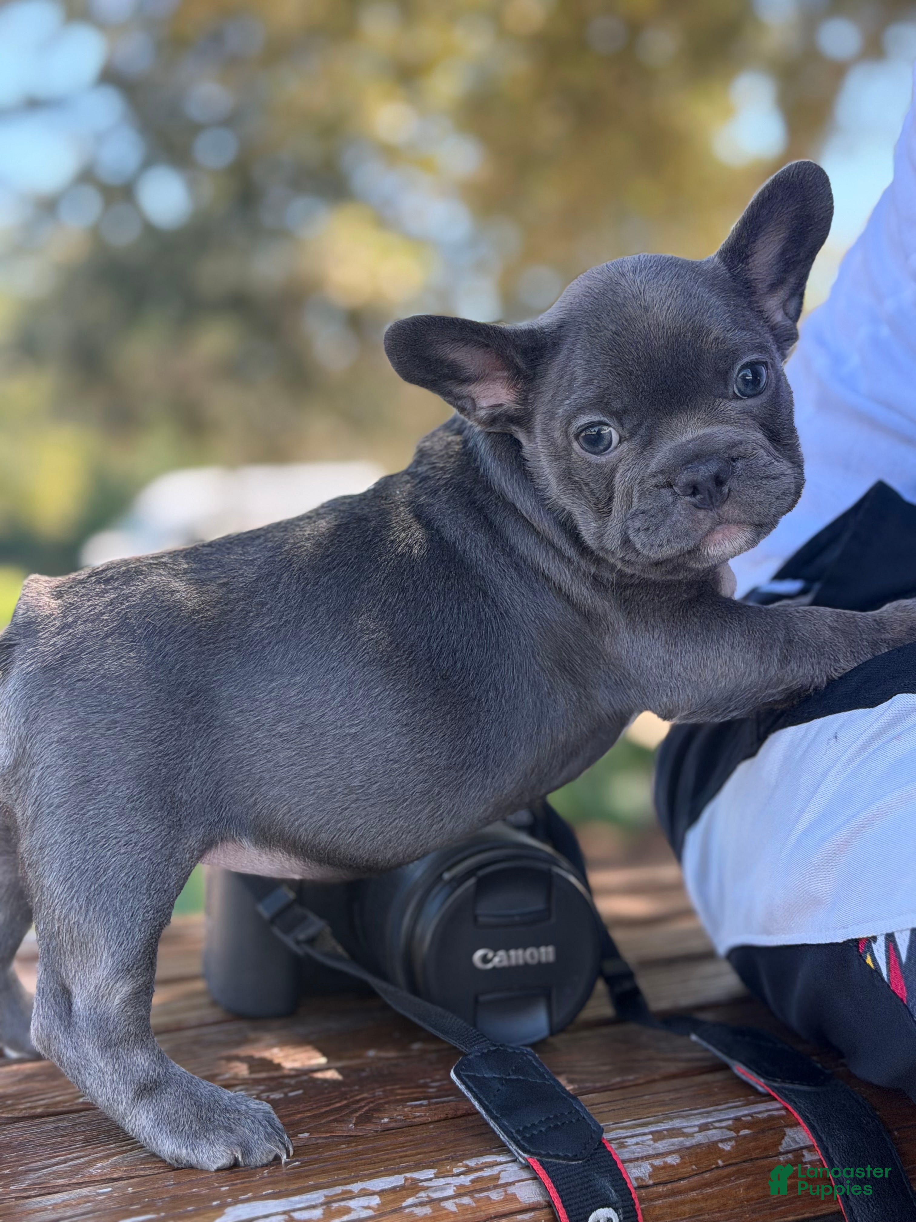 French Bulldog dogs Bluey - Ad 2