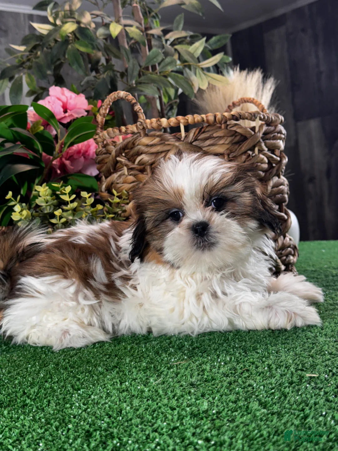 Shih Tzu dogs for sale: Sophie  - Ad 2
