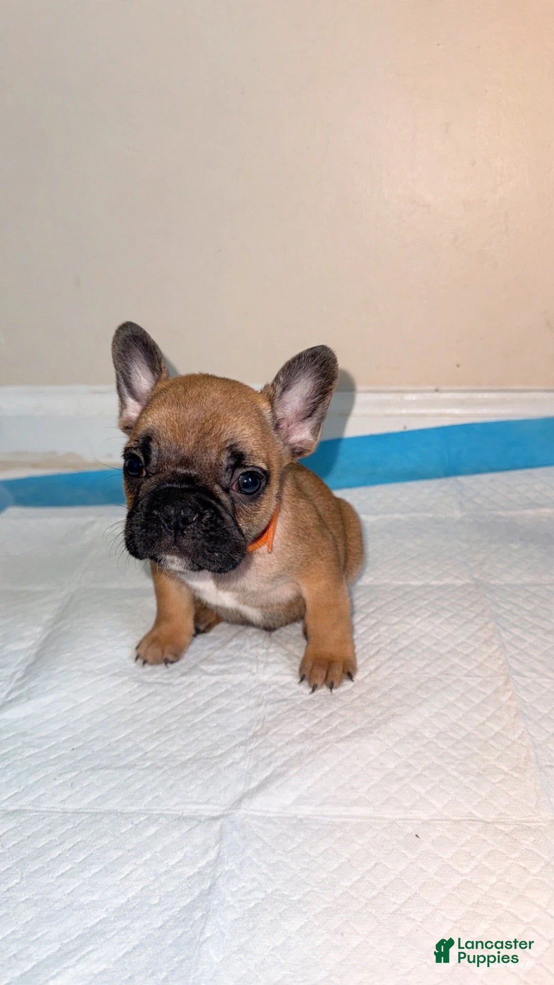 French Bulldog dogs for sale: French Bulldog boy 2 - Ad 3