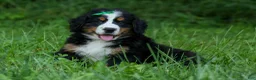 Bernese Mountain Dog dogs for sale: SCOUT - Ad 4