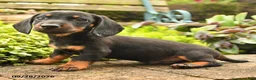 Miniature Dachshund dogs for sale: Randy - Ad 2