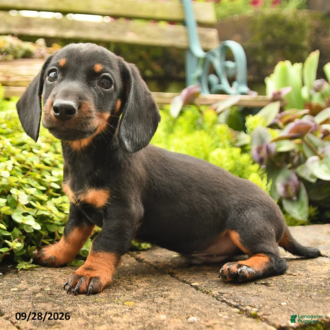 Miniature Dachshund dogs for sale: Randy - Ad 2