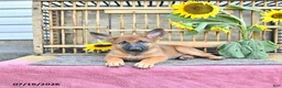 Mixed Breed dogs for sale: Anka - Ad 3