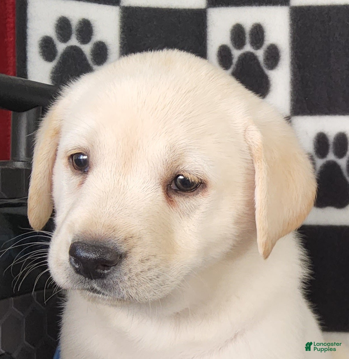 Labrador Retriever dogs for sale: Cloe - Ad 1