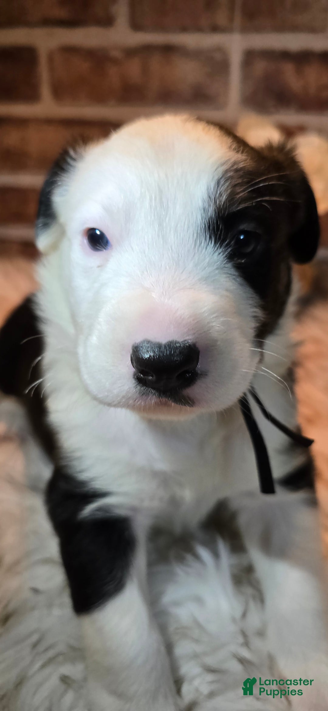 Mixed Breed dogs for sale: Milo - Ad 5