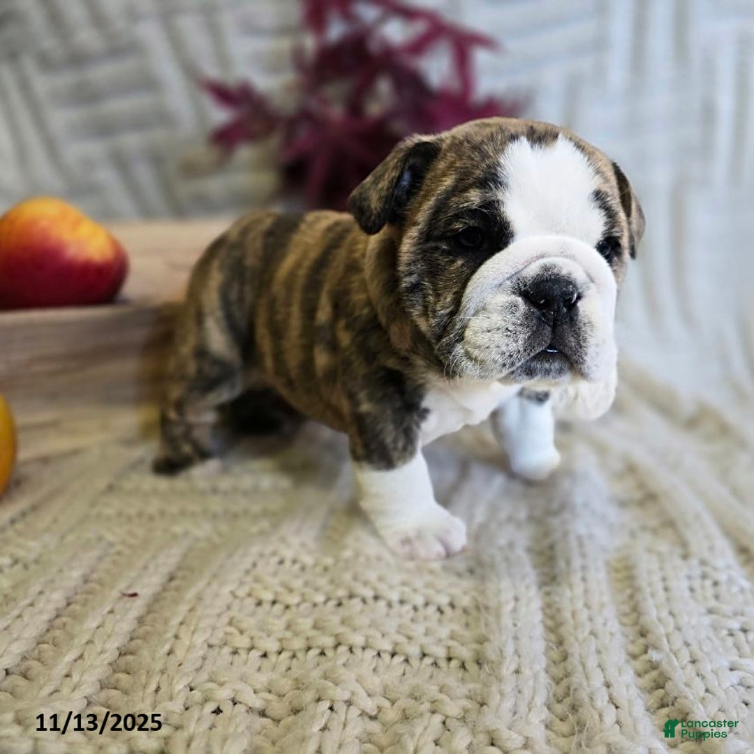 English Bulldog dogs for sale: Maria  - Ad 12