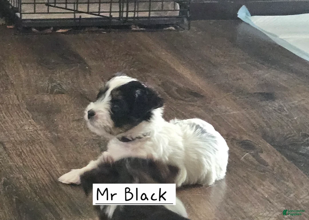 Yorkshire Terrier dogs for sale: Yorkshire Terrier Puppy 1 - Ad 2