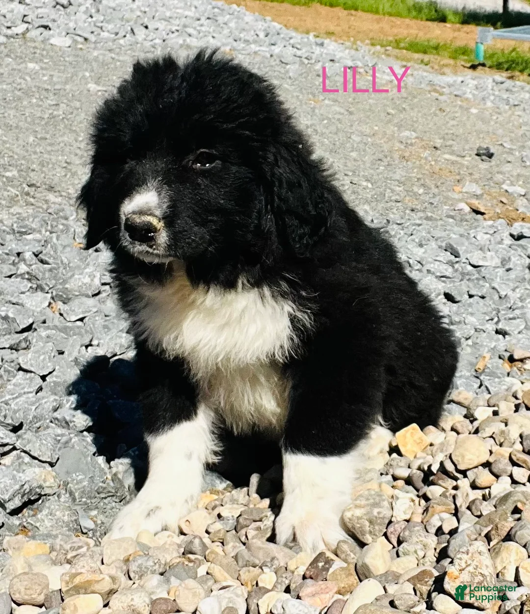 Great Pyrenees dogs for sale: Great Pyrenees Puppy 7 Lilly - Ad 2