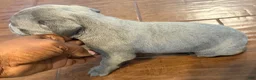 Cane Corso dogs for sale: Cane Corso Puppy 9 - Ad 6