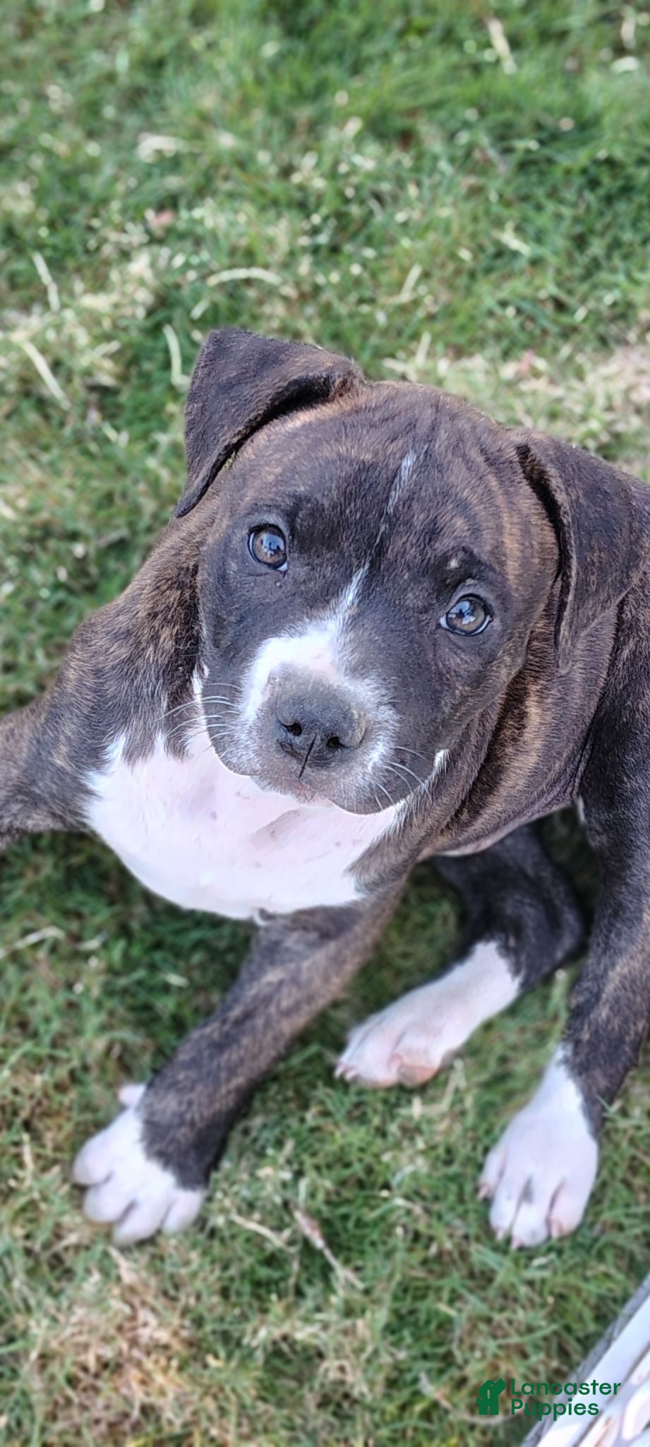 American Pit Bull Terrier dogs for sale: American Pit Bull Terrier 8 - Ad 4