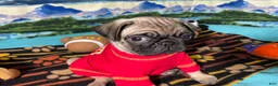 Pug dogs for sale: Moe - Ad 3