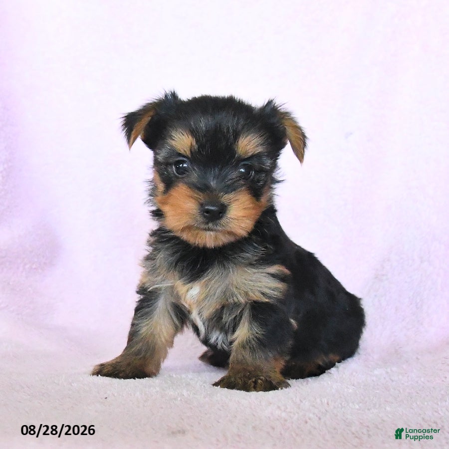 Yorkshire Terrier dogs Hannah - Ad 1