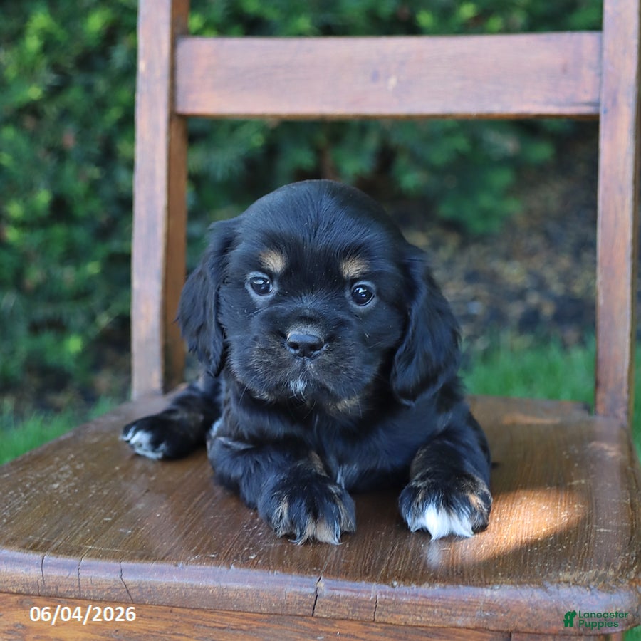 Cockalier dogs for sale: Ruby - Ad 1
