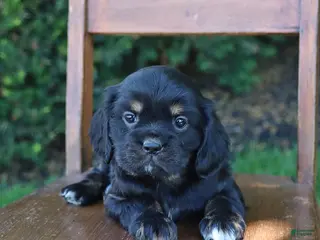 Cockalier dogs for sale: Ruby - Ad 1