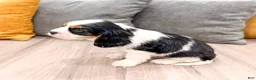 Cavalier King Charles Spaniel dogs for sale: Mickey - Ad 5